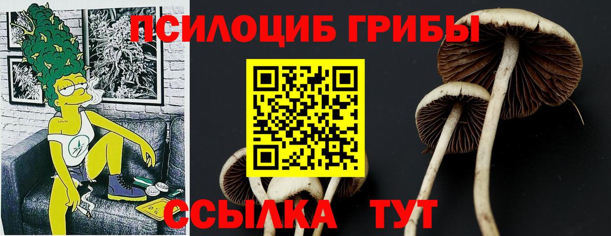 Галлюциногенные грибы Psilocybine cubensis Тверь